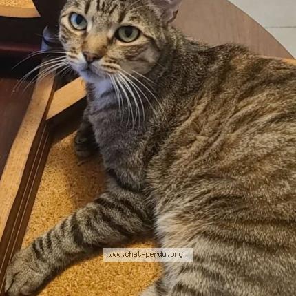 Foto 1/1 Romeo Chat perdido en Mondonville