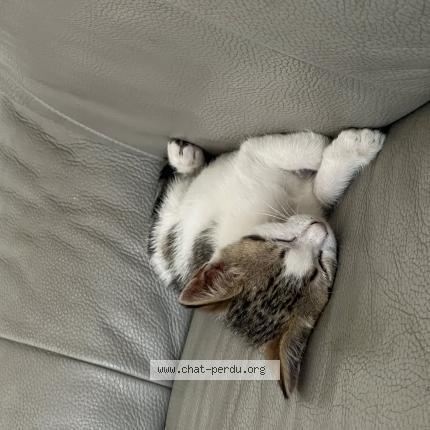 Foto 1/1 Qali Chat perdido en Ales