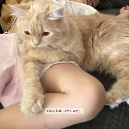 Foto 1/1 Louve Chat perdido en Floirac