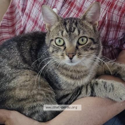 Foto 1/1 HOUSTON Chat perdido en Montigny le bx