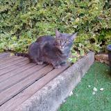 Foto del gato perdido en Saint Mandrier Sur Mer