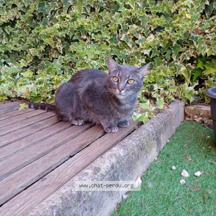 Foto 1/1 Tresor Chat perdido en Saint mandrier sur mer