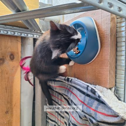 Foto 1/1 mickey Chat perdido en Petit enghien