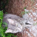 Foto del gato perdido en Fechain