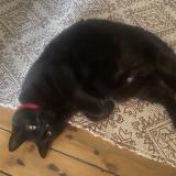 Foto del gato perdido en Bauvin