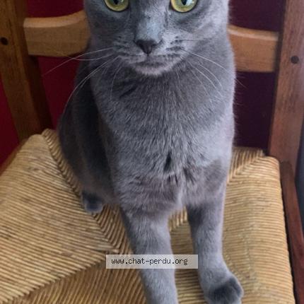 Foto 1/1 Bella Chat perdido en Valenciennes