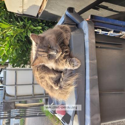 Foto 1/1 Sydney Chat perdido en Ostheim