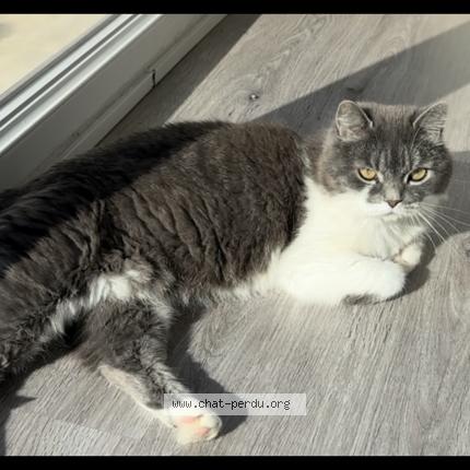 Foto 1/1 Rebelle Chat perdido en Halluin