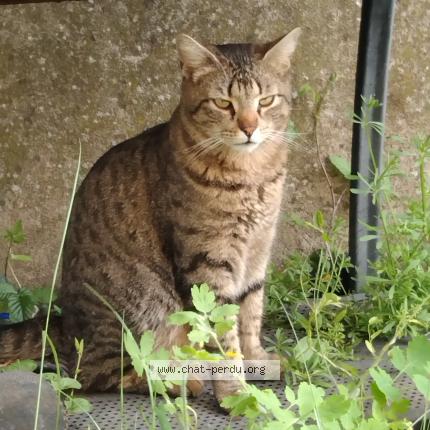 Foto 1/1 Newton Chat perdido en Parce sur sarthe