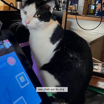 Foto 1/1 Bernard Chat perdido en Paris