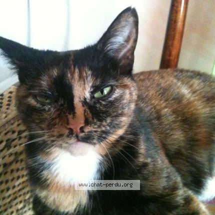 Foto 1/1 Le Tchad Chat perdido en Montreal