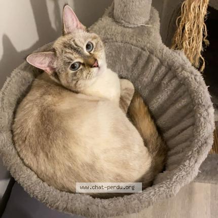 Foto 2/2 Moula Chat perdido en Lillers