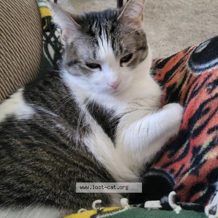 Foto 1/1 Kiki Chat perdido en Rhinelander