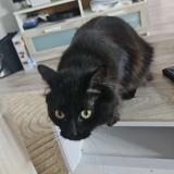 Foto del gato perdido en Belleville En Beaujolais