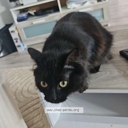 Foto 1/1 Timon Chat perdido en Belleville en beaujolais