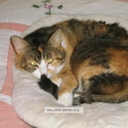 Foto 1/1 Stella Chat perdido en Coulaines