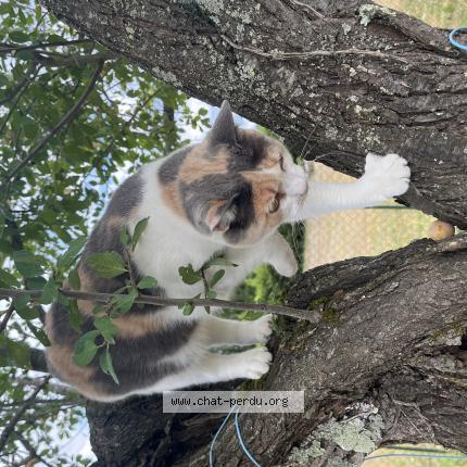 Foto 1/1 Perle Chat perdido en Orleat