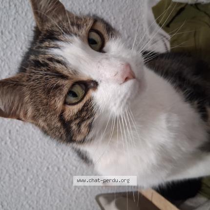 Foto 1/1 Gloo Chat perdido en Sisteron