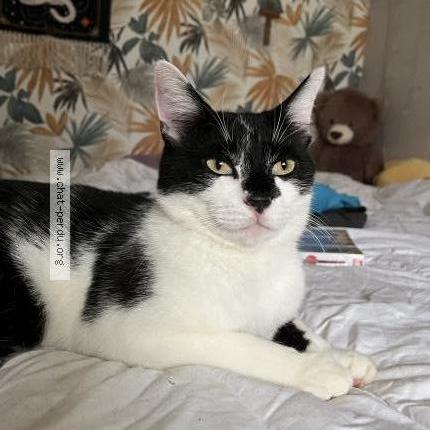 Foto 1/1 Choupi-chou Chat perdido en Pleine fougeres