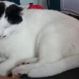 Foto del gato perdido en La Fare Les Oliviers