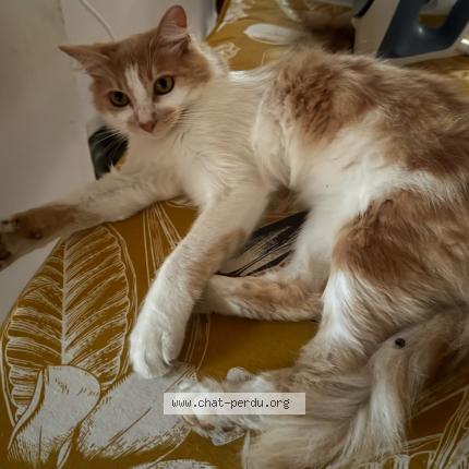 Foto 2/2 Dzeus Chat perdido en La chapelle montmartin