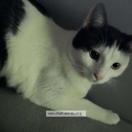 Foto 1/1 Tara Chat perdido en Chatel guyon