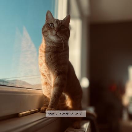 Foto 1/1 Taz Chat perdido en Rothau