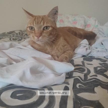 Foto 1/1 Gato encontrado Perdido en Septfonds