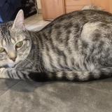 Foto del gato perdido en Lescar