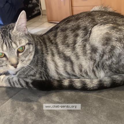Foto 1/1 Gato encontrado Perdido en Lescar
