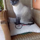 Foto del gato perdido en Bellefont La Rauze