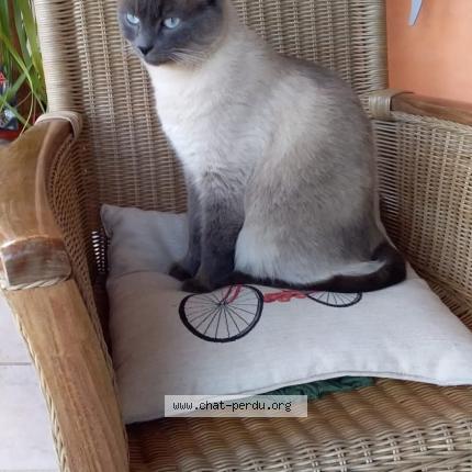 Foto 1/1 Caramel Chat perdido en Bellefont la rauze