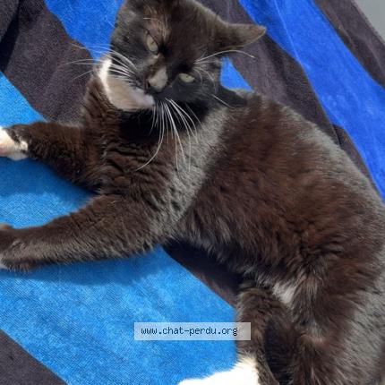 Foto 1/1 Paillette Chat perdido en Fameck