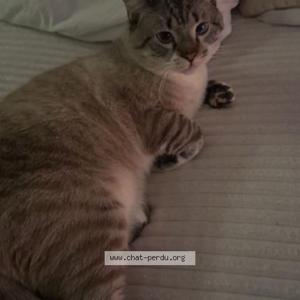 Foto 1/1 Chat y&rsquo;a pas de pr&eacute;nom Chat perdido en Halluin