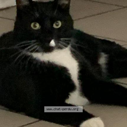 Foto 1/1 Chaussette Chat perdido en Lille