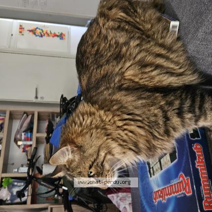 Foto 1/1 Khéops Chat perdido en Argeles sur mer