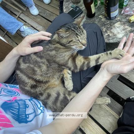 Foto 1/1 Gato encontrado Perdido en Orleans