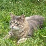 Foto del gato perdido en Engenville