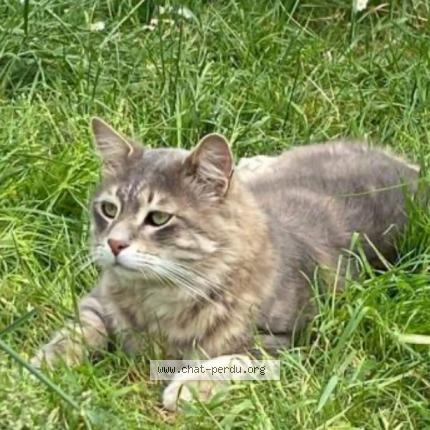 Foto 1/1 Gato encontrado Perdido en Engenville