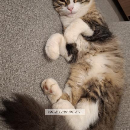 Foto 1/1 Ziggy Chat perdido en Saints martin des entrees