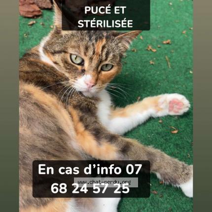 Foto 1/1 Câline Chat perdido en Cleon