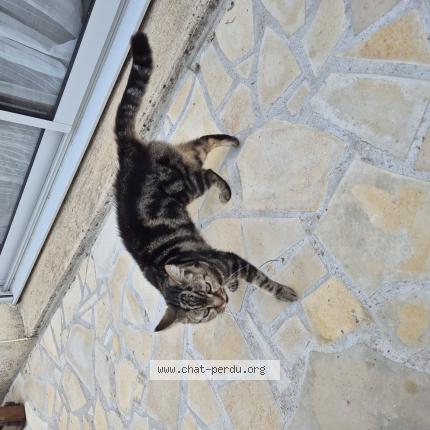 Foto 1/1 Gato encontrado Encontrado en Chavagne