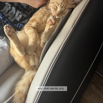 Foto 1/1 Miaous Chat perdido en Brinay