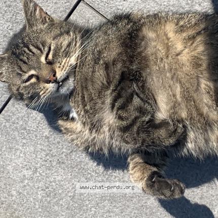 Foto 1/1 Pilou Chat perdido en Ostwald