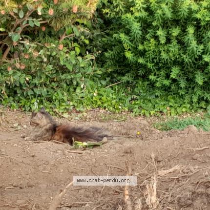 Foto 1/3 Praline Chat perdido en St jacques bruz