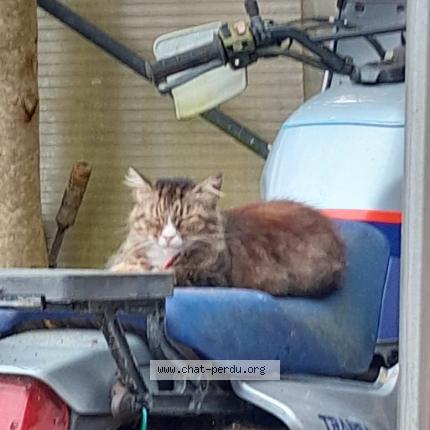 Foto 2/3 Praline Chat perdido en St jacques bruz