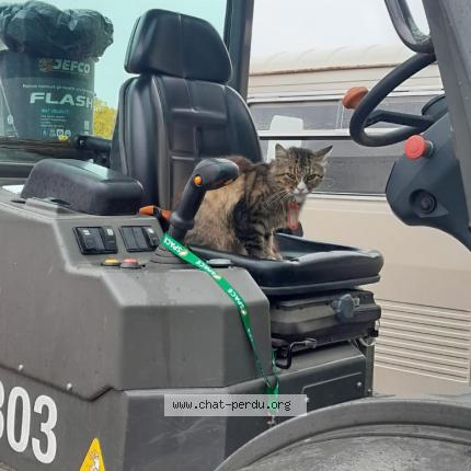 Foto 3/3 Praline Chat perdido en St jacques bruz