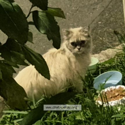 Foto 1/3 Gato encontrado Encontrado en Sartrouville