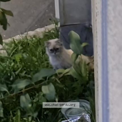 Foto 2/3 Gato encontrado Encontrado en Sartrouville