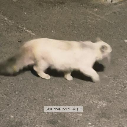 Foto 3/3 Gato encontrado Encontrado en Sartrouville